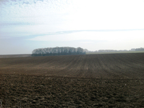 Copse seen from the north